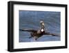 Eastern Brown Pelican (Pelecanus Occidentalis Carolinensis)-Lynn M^ Stone-Framed Photographic Print