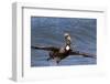 Eastern Brown Pelican (Pelecanus Occidentalis Carolinensis)-Lynn M^ Stone-Framed Photographic Print