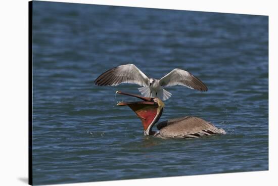 Eastern Brown Pelican (Pelecanus Occidentalis Carolinensis)-Lynn M^ Stone-Stretched Canvas