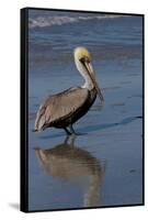 Eastern Brown Pelican (Pelecanus Occidentalis) in Beginning of Breeding Plumage (Note Yellow Head-Lynn M^ Stone-Framed Stretched Canvas