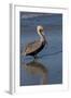 Eastern Brown Pelican (Pelecanus Occidentalis) in Beginning of Breeding Plumage (Note Yellow Head-Lynn M^ Stone-Framed Photographic Print