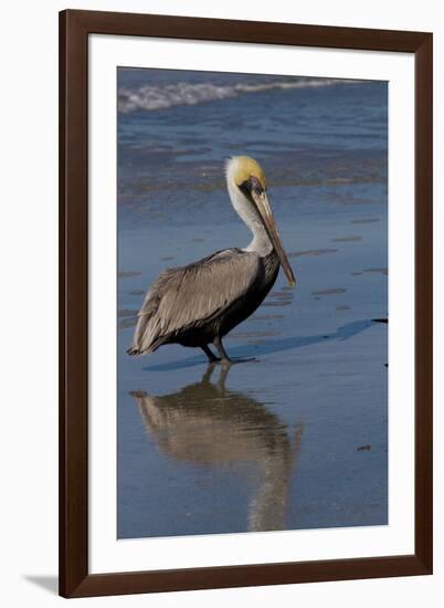 Eastern Brown Pelican (Pelecanus Occidentalis) in Beginning of Breeding Plumage (Note Yellow Head-Lynn M^ Stone-Framed Photographic Print