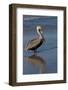 Eastern Brown Pelican (Pelecanus Occidentalis) in Beginning of Breeding Plumage (Note Yellow Head-Lynn M^ Stone-Framed Photographic Print