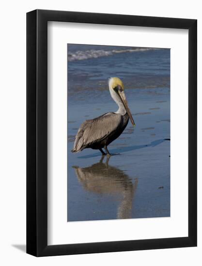 Eastern Brown Pelican (Pelecanus Occidentalis) in Beginning of Breeding Plumage (Note Yellow Head-Lynn M^ Stone-Framed Photographic Print