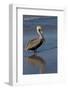 Eastern Brown Pelican (Pelecanus Occidentalis) in Beginning of Breeding Plumage (Note Yellow Head-Lynn M^ Stone-Framed Photographic Print