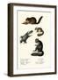 Eastern Chipmunk, 1824-Karl Joseph Brodtmann-Framed Giclee Print