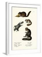 Eastern Chipmunk, 1824-Karl Joseph Brodtmann-Framed Giclee Print