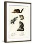 Eastern Chipmunk, 1824-Karl Joseph Brodtmann-Framed Giclee Print