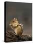 Eastern Chipmunk, (Eutamia Spp), Algonquin Provincial Park, Ontario, Canada-Thorsten Milse-Stretched Canvas