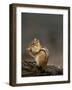 Eastern Chipmunk, (Eutamia Spp), Algonquin Provincial Park, Ontario, Canada-Thorsten Milse-Framed Photographic Print