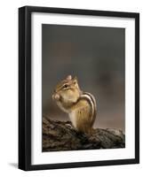 Eastern Chipmunk, (Eutamia Spp), Algonquin Provincial Park, Ontario, Canada-Thorsten Milse-Framed Photographic Print