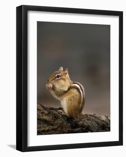 Eastern Chipmunk, (Eutamia Spp), Algonquin Provincial Park, Ontario, Canada-Thorsten Milse-Framed Photographic Print