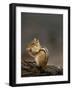 Eastern Chipmunk, (Eutamia Spp), Algonquin Provincial Park, Ontario, Canada-Thorsten Milse-Framed Photographic Print