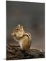 Eastern Chipmunk, (Eutamia Spp), Algonquin Provincial Park, Ontario, Canada-Thorsten Milse-Mounted Photographic Print