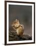 Eastern Chipmunk, (Eutamia Spp), Algonquin Provincial Park, Ontario, Canada-Thorsten Milse-Framed Photographic Print