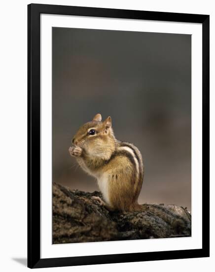 Eastern Chipmunk, (Eutamia Spp), Algonquin Provincial Park, Ontario, Canada-Thorsten Milse-Framed Photographic Print