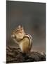 Eastern Chipmunk, (Eutamia Spp), Algonquin Provincial Park, Ontario, Canada-Thorsten Milse-Mounted Photographic Print