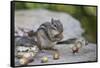 Eastern chipmunk gathering white oak acorns in cheek pouch, Pennsylvania, USA, September-Doug Wechsler-Framed Stretched Canvas