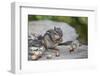 Eastern chipmunk gathering white oak acorns in cheek pouch, Pennsylvania, USA, September-Doug Wechsler-Framed Photographic Print