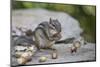 Eastern chipmunk gathering white oak acorns in cheek pouch, Pennsylvania, USA, September-Doug Wechsler-Mounted Photographic Print