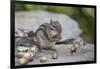 Eastern chipmunk gathering white oak acorns in cheek pouch, Pennsylvania, USA, September-Doug Wechsler-Framed Photographic Print