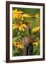 Eastern Chipmunk on Fence Post Near Flower Garden, Marion Co., Il-Richard ans Susan Day-Framed Photographic Print