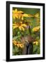 Eastern Chipmunk on Fence Post Near Flower Garden, Marion Co., Il-Richard ans Susan Day-Framed Photographic Print