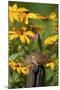 Eastern Chipmunk on Fence Post Near Flower Garden, Marion Co., Il-Richard ans Susan Day-Mounted Photographic Print