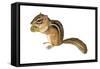 Eastern Chipmunk (Tamias Striatus), Mammals-Encyclopaedia Britannica-Framed Stretched Canvas