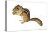 Eastern Chipmunk (Tamias Striatus), Mammals-Encyclopaedia Britannica-Stretched Canvas