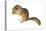 Eastern Chipmunk (Tamias Striatus), Mammals-Encyclopaedia Britannica-Stretched Canvas