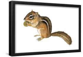 Eastern Chipmunk (Tamias Striatus), Mammals-Encyclopaedia Britannica-Framed Poster