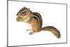 Eastern Chipmunk (Tamias Striatus), Mammals-Encyclopaedia Britannica-Mounted Poster