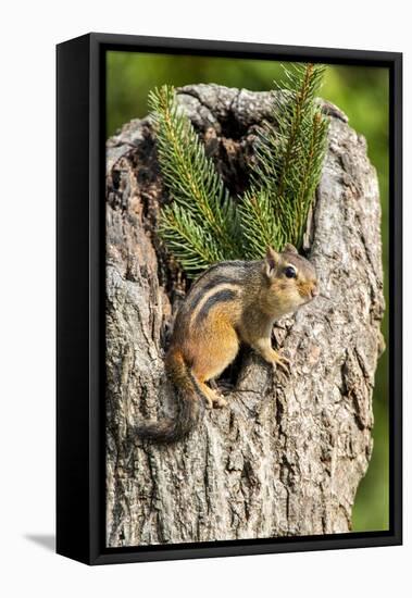 Eastern Chipmunk-Gary Carter-Framed Stretched Canvas