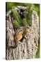 Eastern Chipmunk-Gary Carter-Stretched Canvas