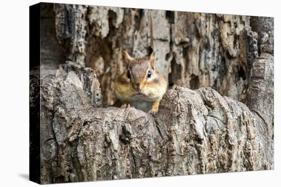 Eastern Chipmunk-Gary Carter-Stretched Canvas