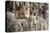 Eastern Chipmunk-Gary Carter-Stretched Canvas