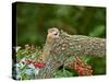 Eastern Chipmunk-Gary Carter-Stretched Canvas