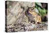 Eastern Chipmunk-Gary Carter-Stretched Canvas