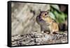 Eastern Chipmunk-Gary Carter-Framed Stretched Canvas