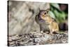 Eastern Chipmunk-Gary Carter-Stretched Canvas