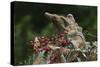 Eastern Chipmunk-Gary Carter-Stretched Canvas