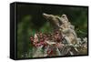 Eastern Chipmunk-Gary Carter-Framed Stretched Canvas