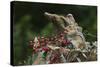 Eastern Chipmunk-Gary Carter-Stretched Canvas