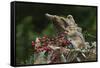 Eastern Chipmunk-Gary Carter-Framed Stretched Canvas