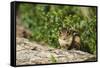 Eastern Chipmunk-Gary Carter-Framed Stretched Canvas