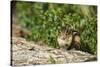 Eastern Chipmunk-Gary Carter-Stretched Canvas