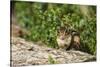 Eastern Chipmunk-Gary Carter-Stretched Canvas