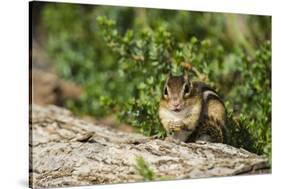 Eastern Chipmunk-Gary Carter-Stretched Canvas