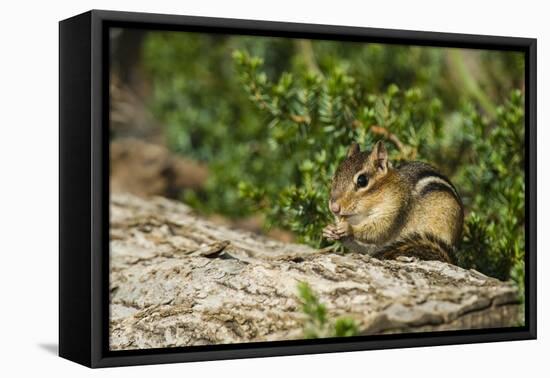 Eastern Chipmunk-Gary Carter-Framed Stretched Canvas